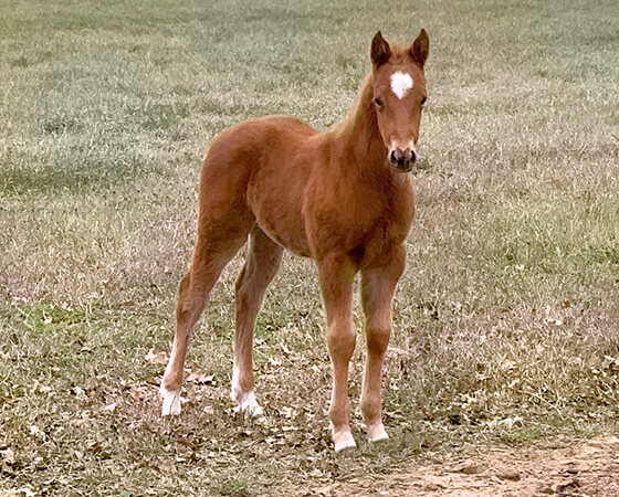 CD Diamond x SJR Oaks Natalie - 2020 Colt